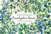 Eucalyptus Leaves Clipart Bundle