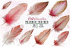 Peacock Feather Clipart Bundle