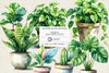 Simple Houseplants Clipart