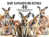 Baby Kangaroos