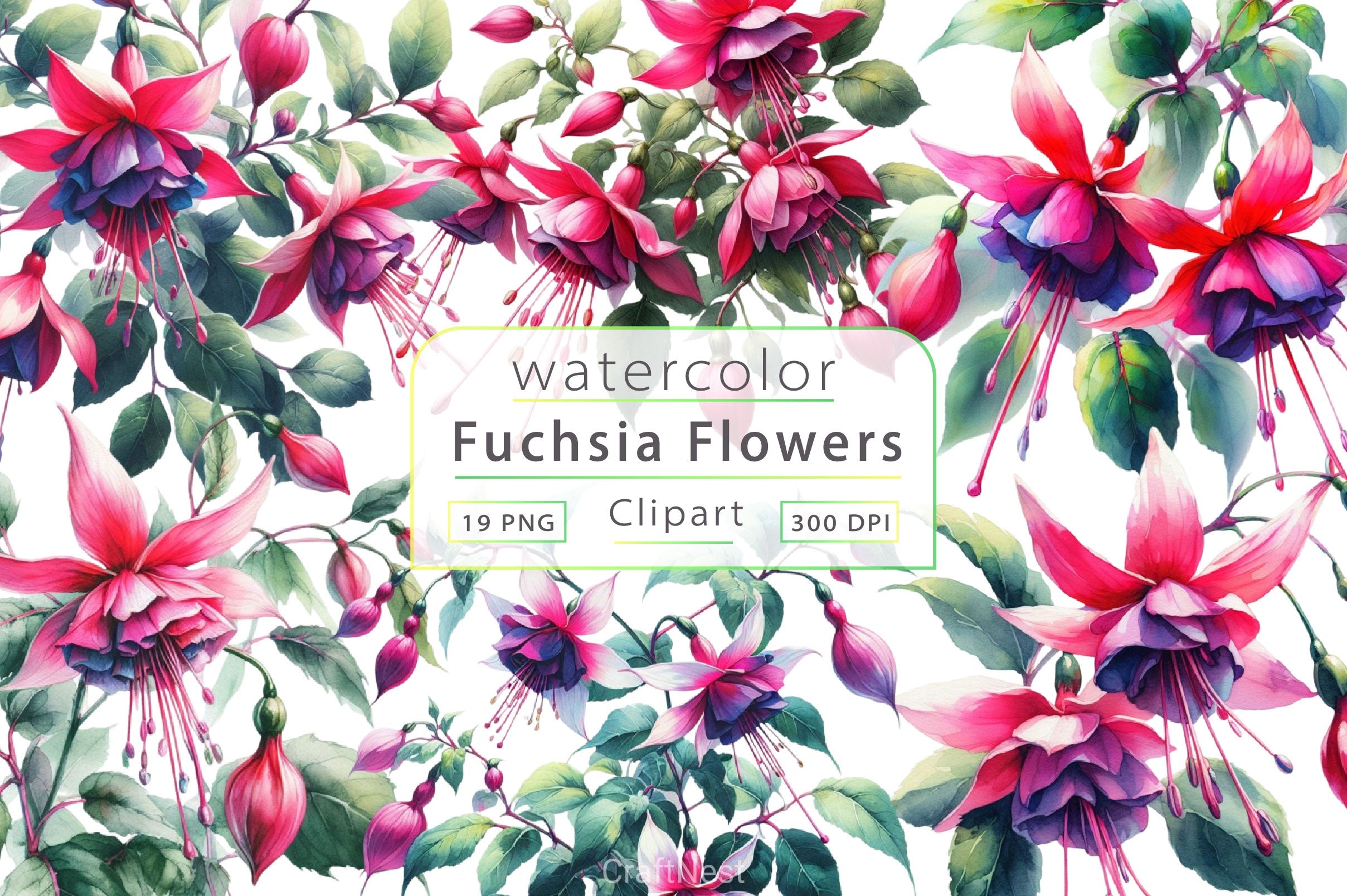 Fuchsia Flowers Clipart Bundle