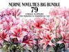 Nerine Novelties
