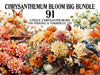 Chrysanthemum Bloom