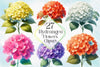 Hydrangea Flowers Clipart Bundle 6