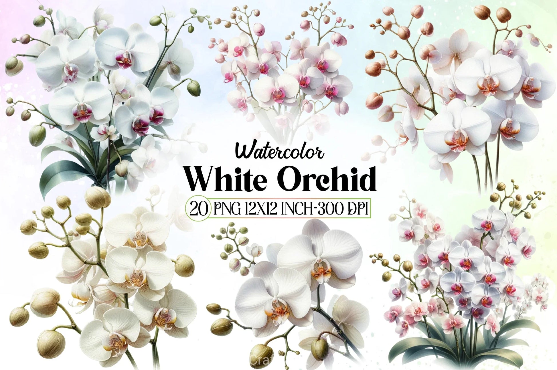 White Orchid Clipart Bundle - CraftNest - Digital Crafting and Art
