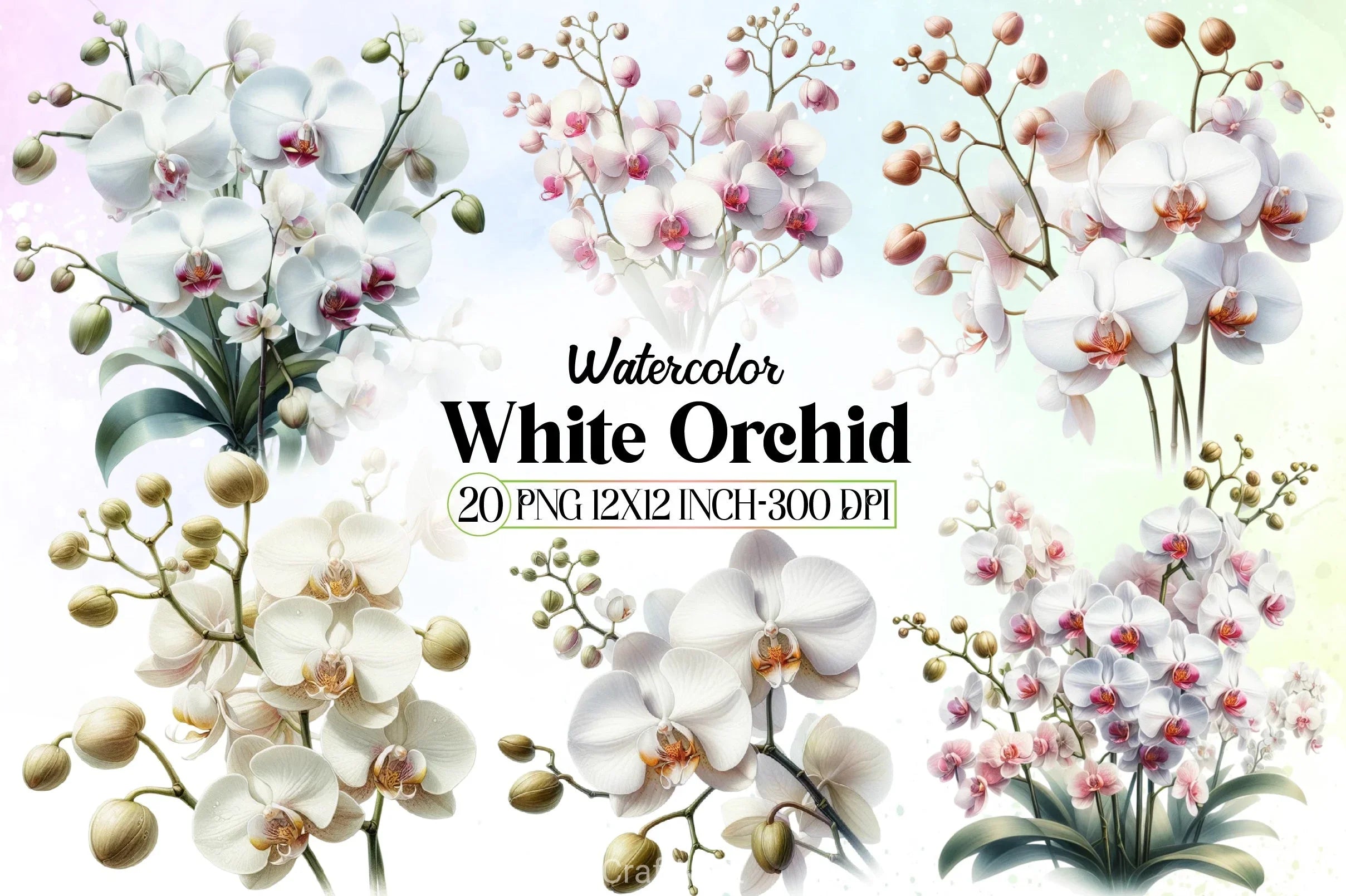 White Orchid Clipart Bundle - CraftNest - Digital Crafting and Art