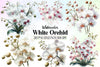 White Orchid Clipart Bundle