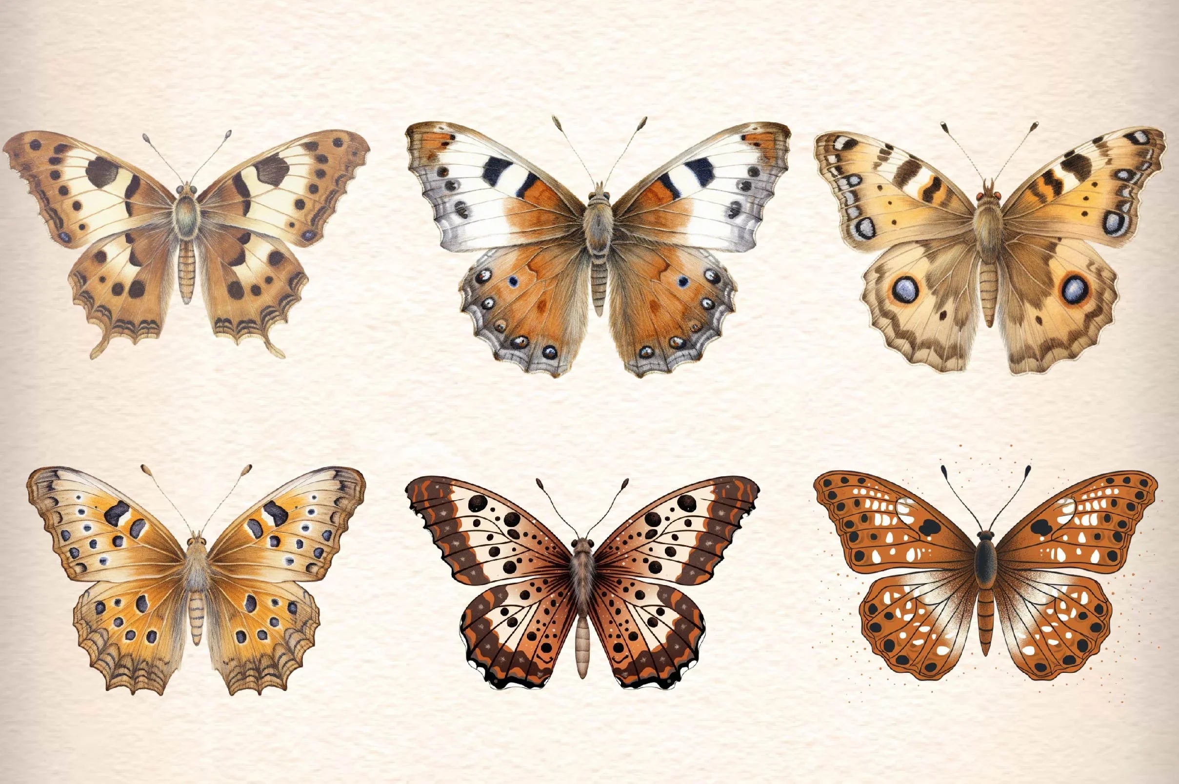 Vintage Butterflies Wings Clipart Bundle - CraftNest - Digital Crafting and Art