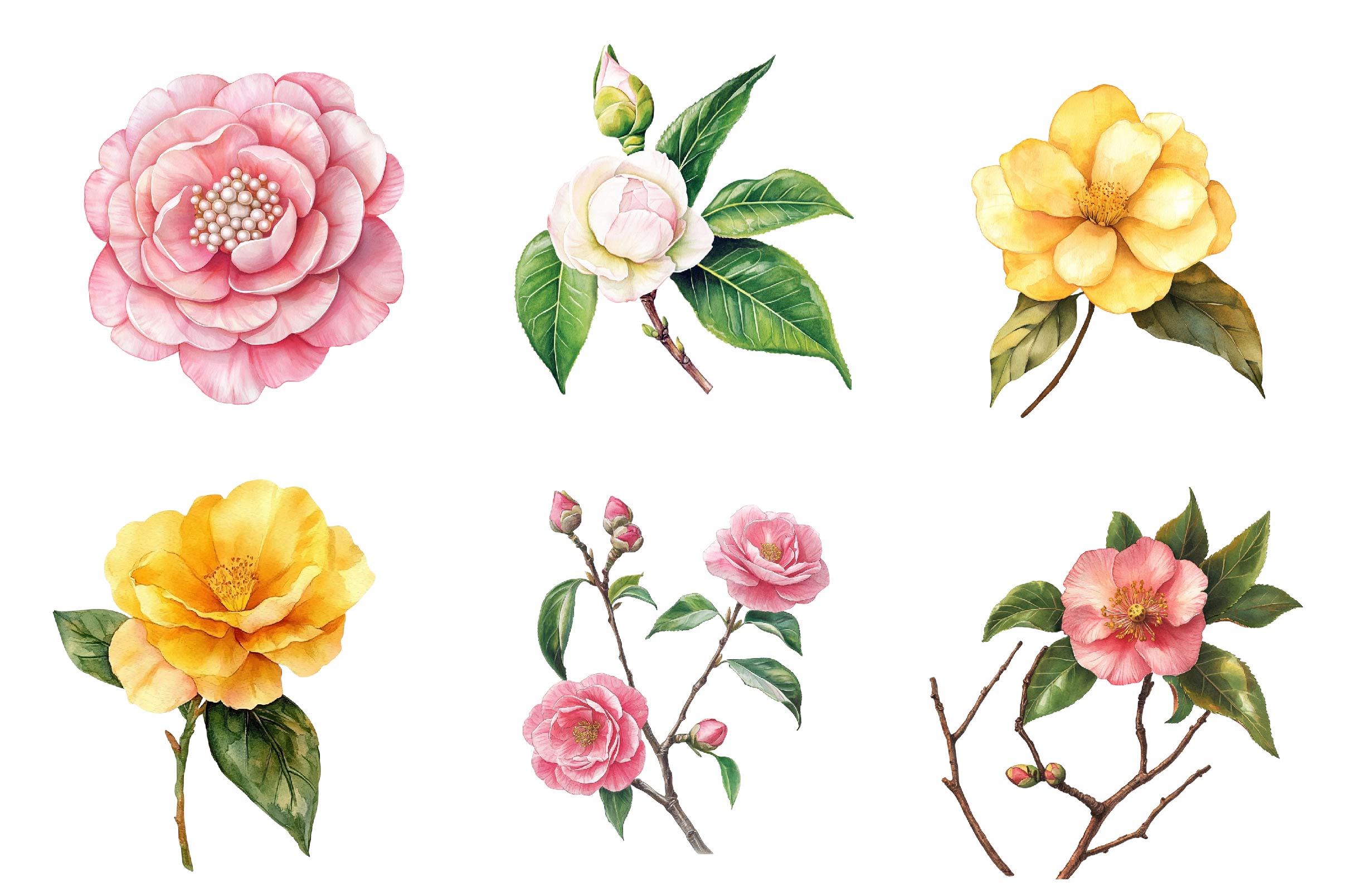 Camellia Flower Bloom Clipart Bundle