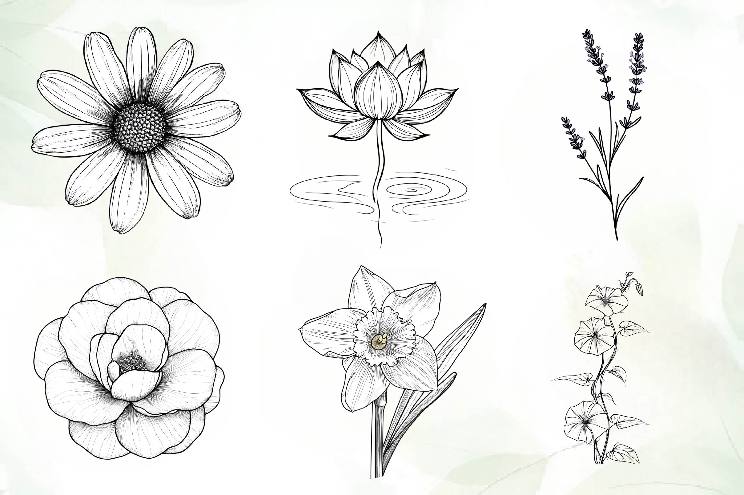 Botanical Line Art Designs Flower Clipart Bundle