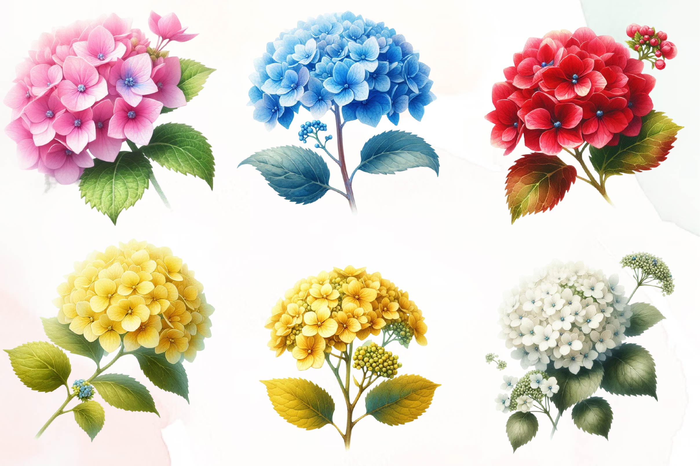 Hydrangea Flowers Clipart Bundle