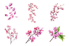 Spring Redbud Flower Clipart Bundle - CraftNest - Digital Crafting and Art