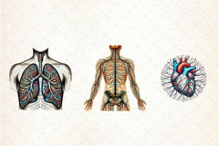 Antique Anatomy Overlays Clipart Bundle - CraftNest - Digital Crafting and Art