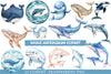 Whale Clipart