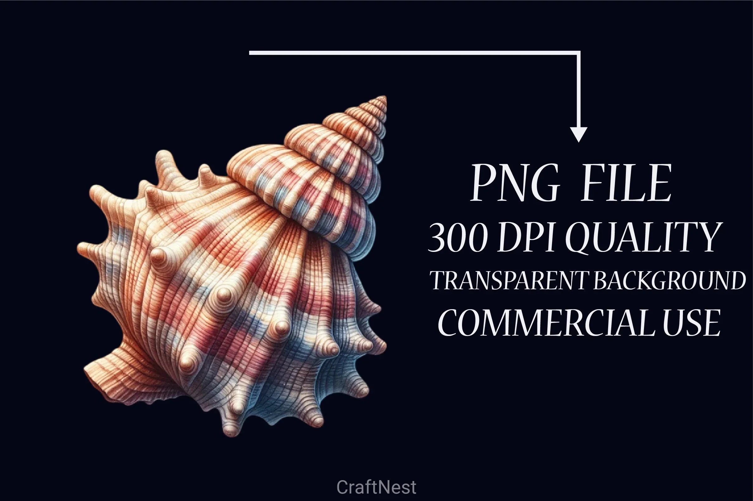 Seashells Clipart Bundle - CraftNest - Digital Crafting and Art