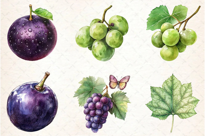 Grape Clipart Bundle - CraftNest - Digital Crafting and Art