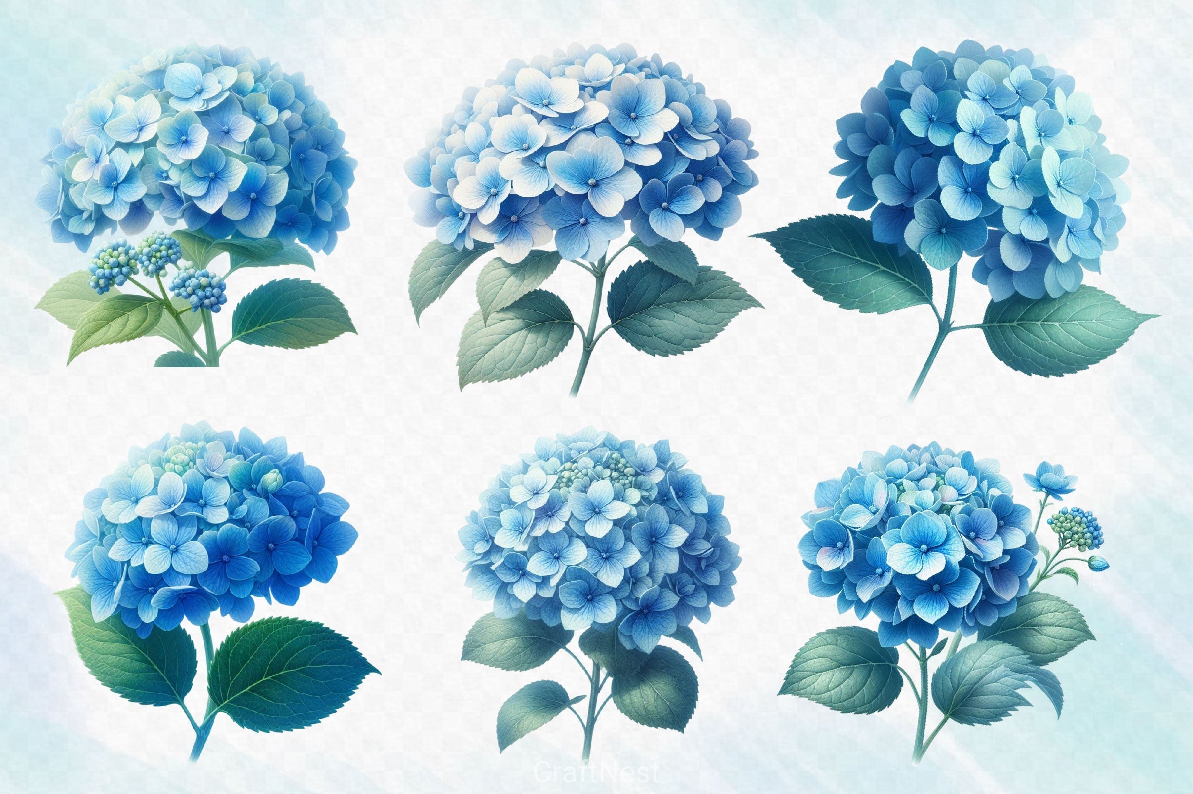 Hydrangea Flowers Clipart Bundle 2