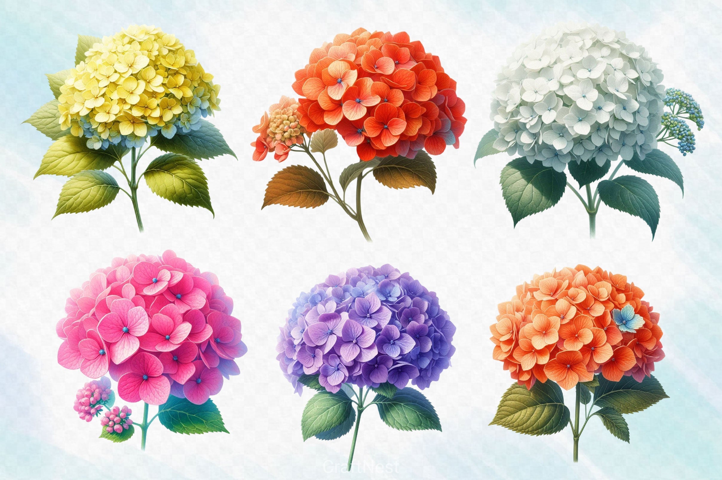 Hydrangea Flowers Clipart Bundle 6