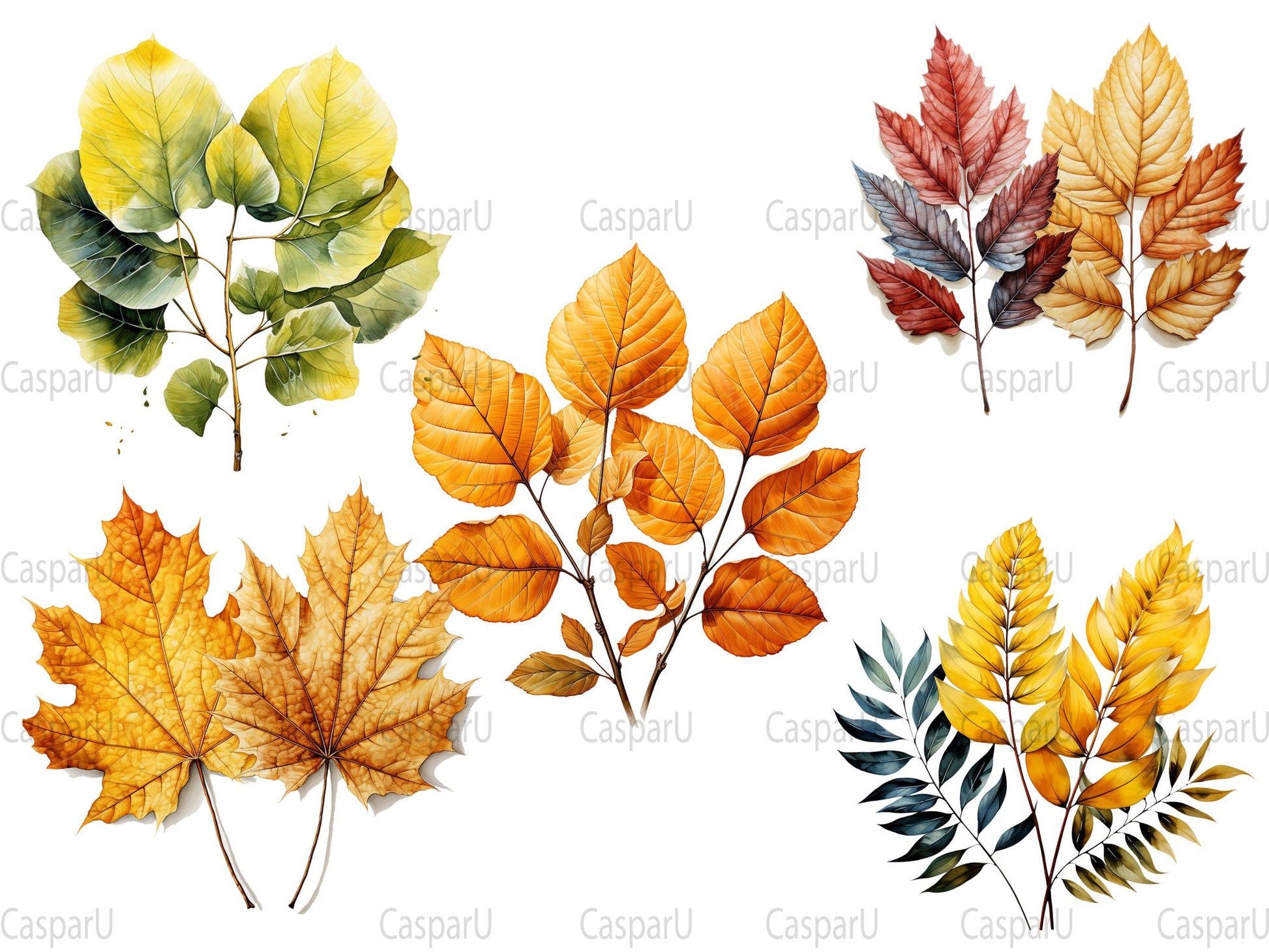 Autumn Leaves Collection Clipart - CraftNest