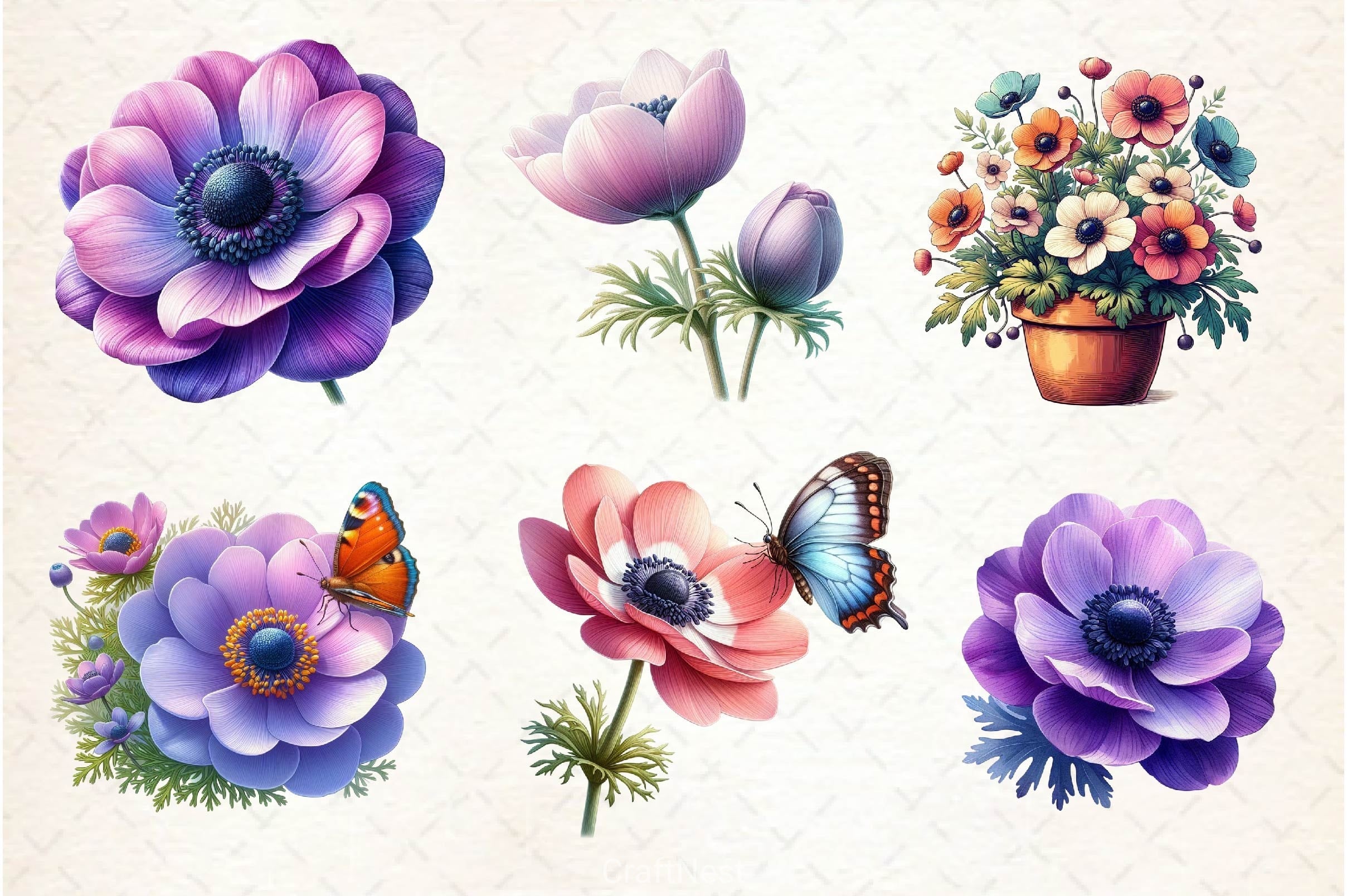 Anemone Flower Bloom Clipart Bundle