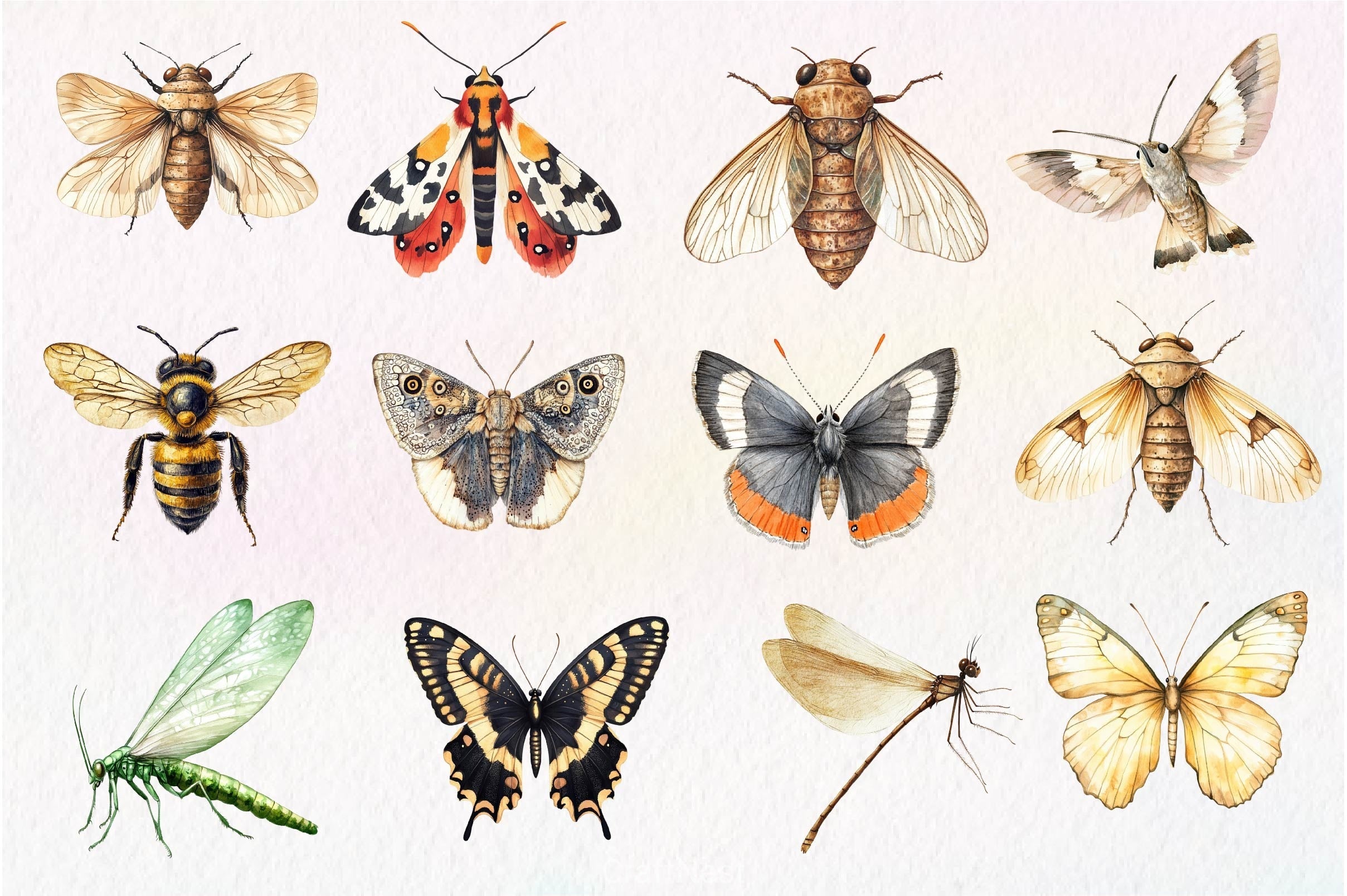 Vintage Insect Clipart Bundle