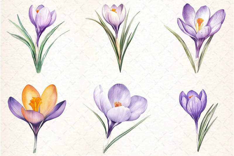 Crocuses Flowers Clipart Bundle - CraftNest - Digital Crafting and Art