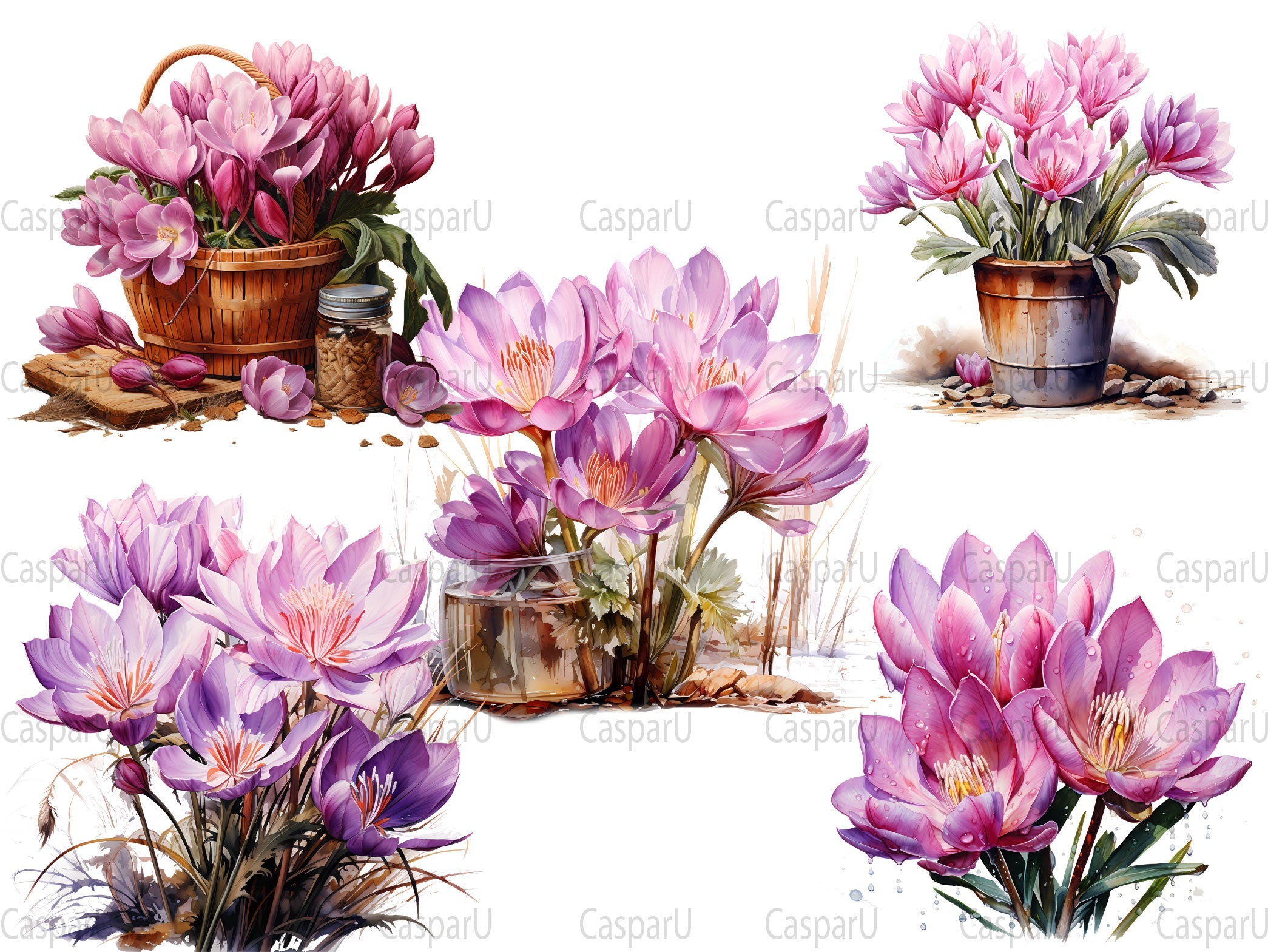 Colchicum Canvas Clipart - CraftNest