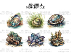 Sea Shell Clipart - CraftNest