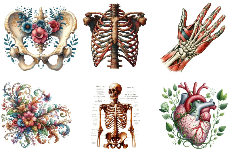 Vintage Antique Anatomy Clipart Bundle - CraftNest - Digital Crafting and Art
