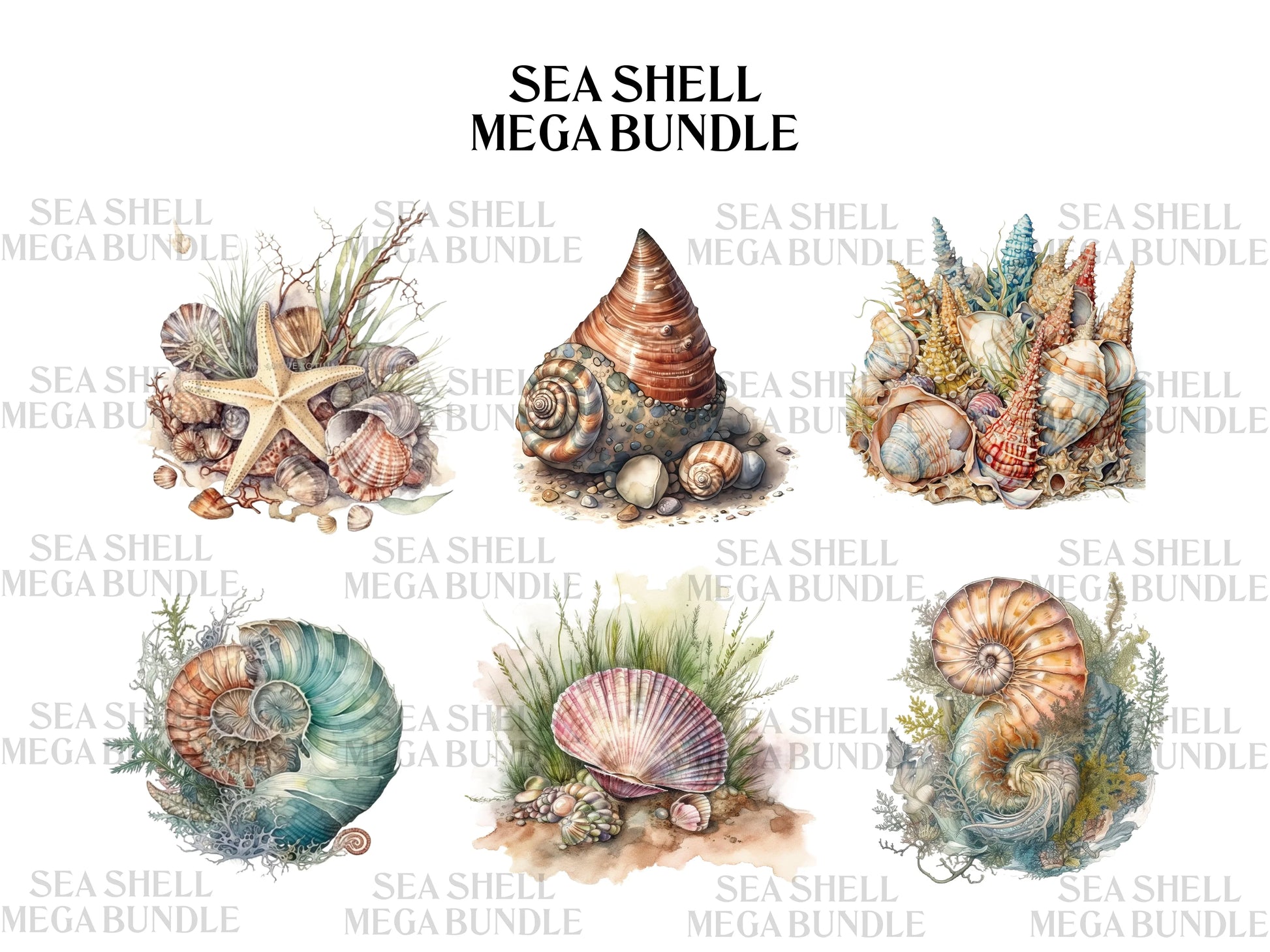 Sea Shell Clipart - CraftNest