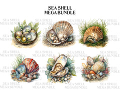 Sea Shell Clipart - CraftNest