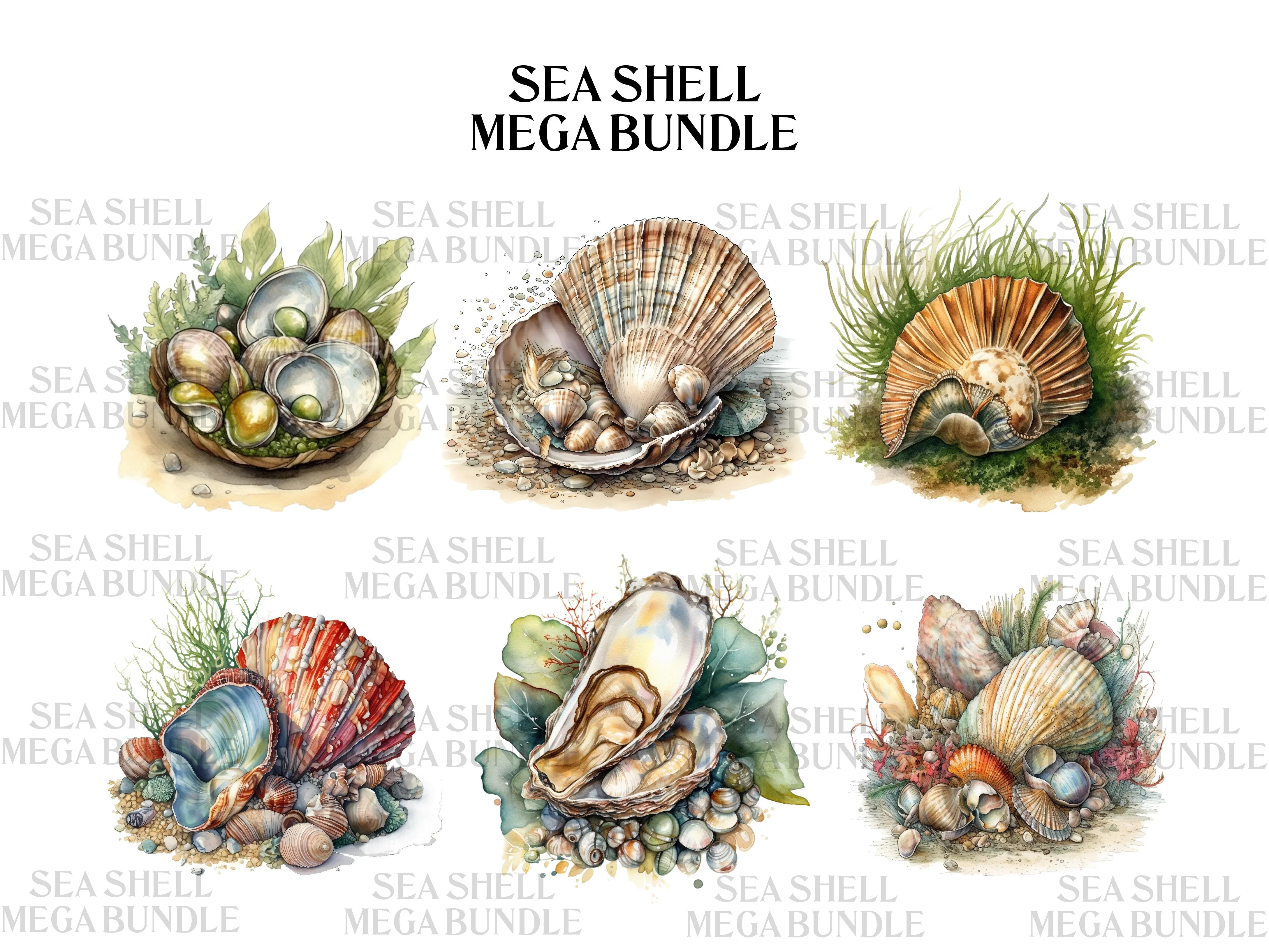 Sea Shell Clipart - CraftNest