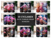 Cyclamen Tumbler Wrap