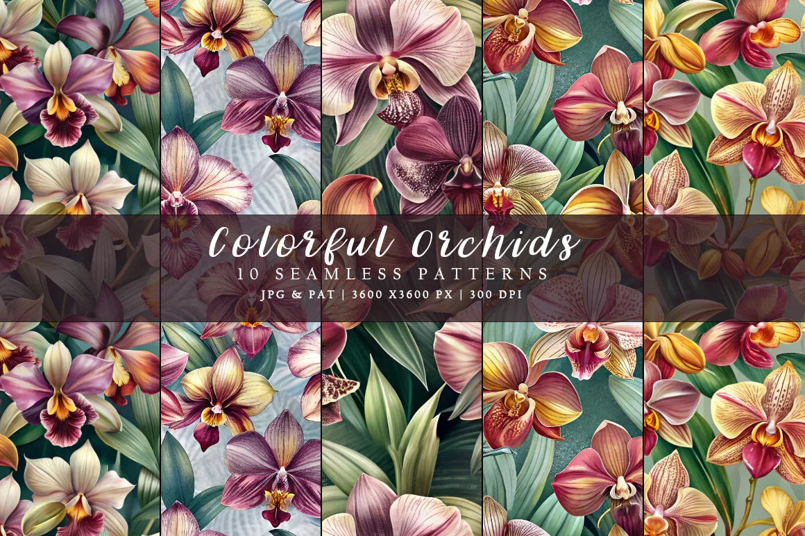 Colorful Orchids - Floral