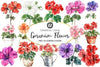 Geranium Flower Clipart Bundle
