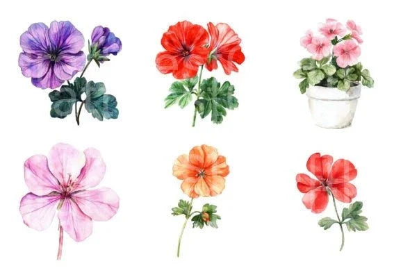 Geranium Flower Clipart Bundle 4 - CraftNest - Digital Crafting and Art