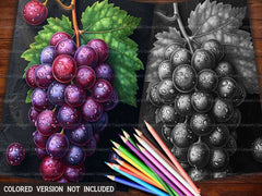 Grape Coloring Books - CraftNest - Digital Crafting and Art