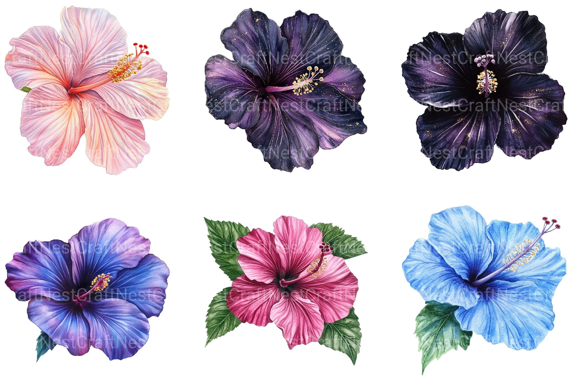 Hibiscus Flower Clipart Bundle - CraftNest - Digital Crafting and Art