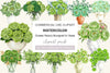 Green Peony Bouquet In Vase Clipart Bundle