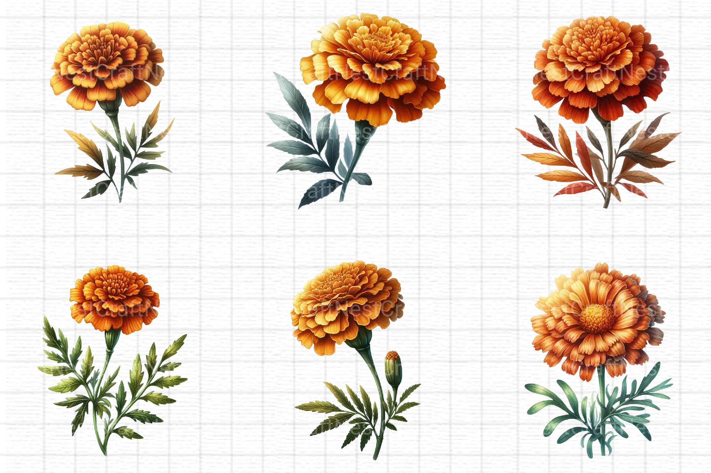 Fall Marigold Clipart - CraftNest - Digital Crafting and Art
