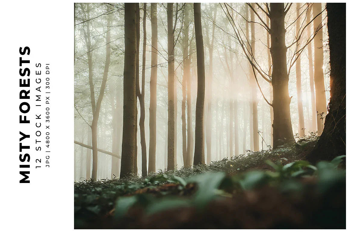 Misty Forests - Stock Images - CraftNest - Digital Crafting and Art