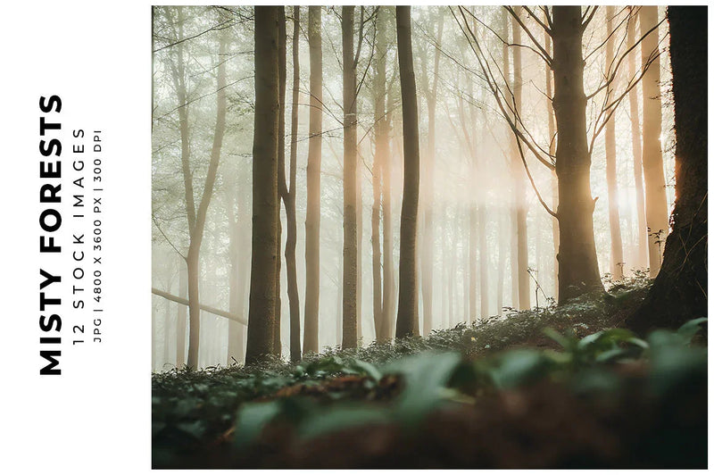 Misty Forests - Stock Images - CraftNest - Digital Crafting and Art