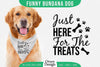 Funny Dog Bandana SVG Bundle