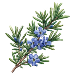 Medicinal Plants Clipart Bundle - CraftNest - Digital Crafting and Art