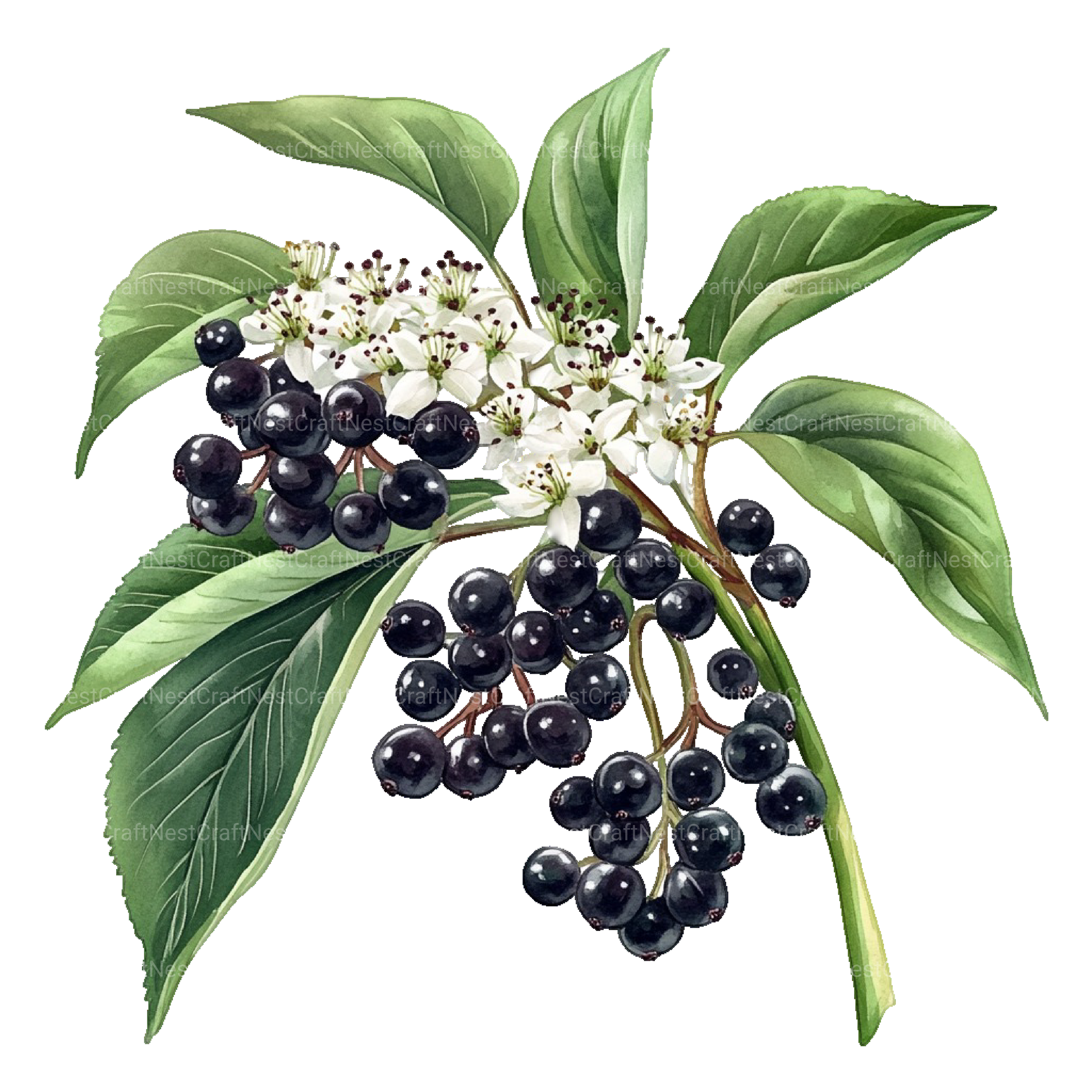 Medicinal Plants Clipart Bundle - CraftNest - Digital Crafting and Art