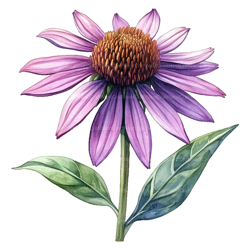 Medicinal Plants Clipart Bundle - CraftNest - Digital Crafting and Art