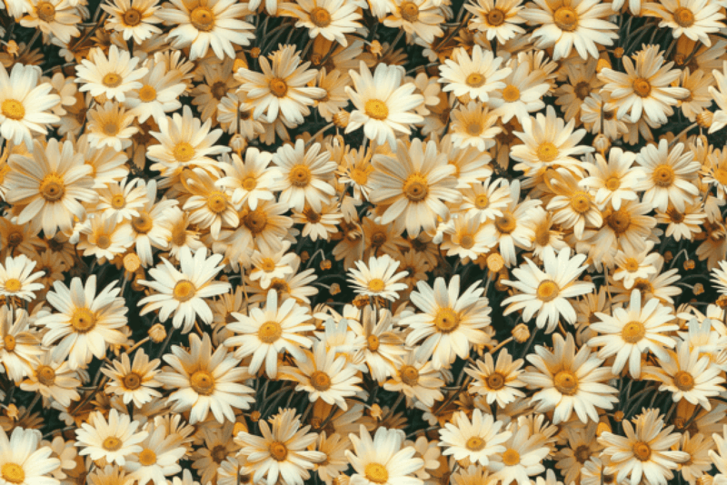 Seamless 3D Daisy Flower Meadow Digital Paper - CraftNest - Digital Crafting and Art