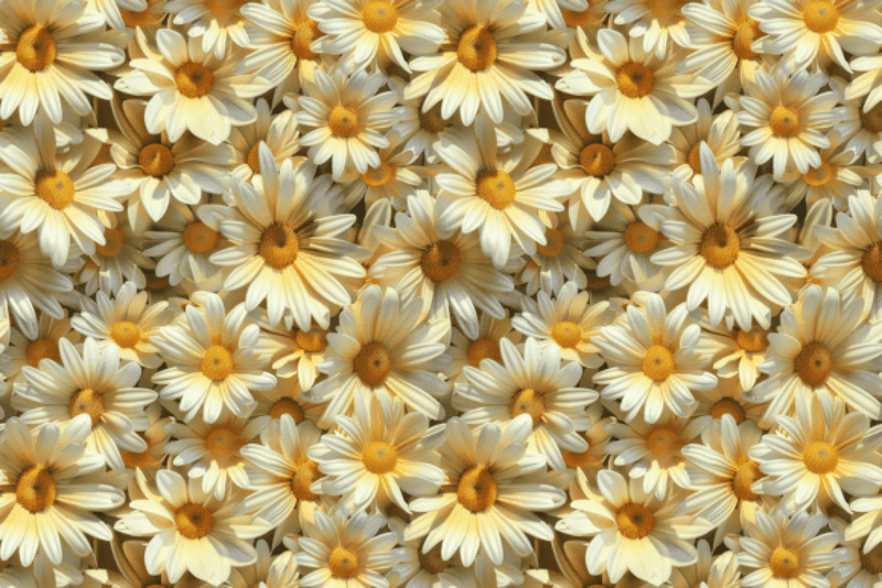 Seamless 3D Daisy Flower Meadow Digital Paper - CraftNest - Digital Crafting and Art