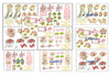 Shabby Chic Decoupage Clipart Bundle