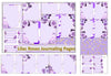 Purple Roses Backgrounds Junk Journal Bundle